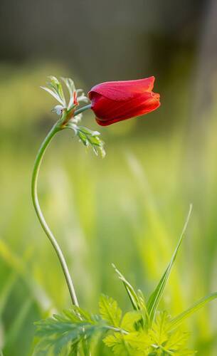 Ветреница корончатая (лат. Anemone coronaria).