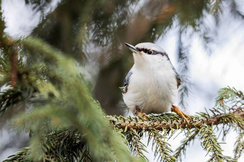 природа, дикая природа, зимний лес, зима, птица, поползень, птицы россии, forest, nature, bird, winter, wildlife, wild, animals, nuthatch Обыкновенный поползень(Sitta europaea). фото превью