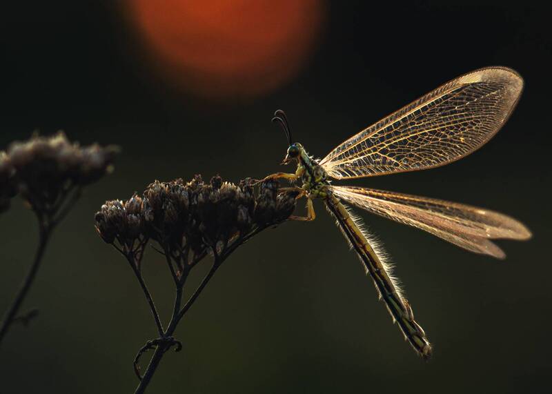 Муравьиный лев фото превью
