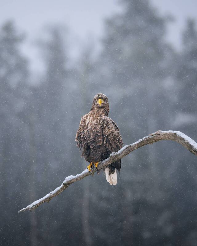eagle, raptor, wildlife, winter, snow, perched, branch, talons, forest, nature, bird, snowfall, majestic, predator, animals, woodland, wild, орлан, орлан-белохвост, птица, зима, снег, природа, красный бор Непоколебимый фото превью