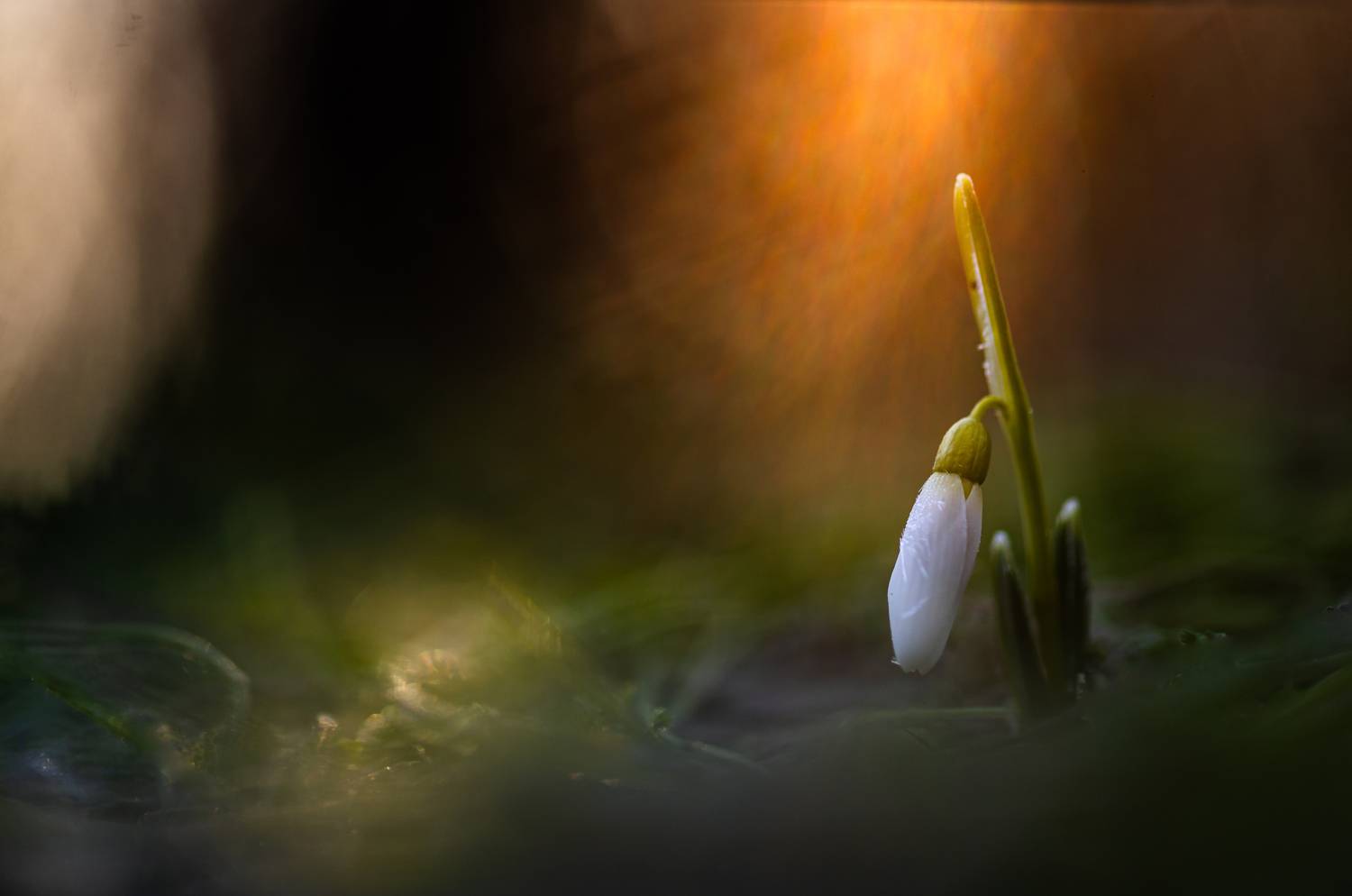 , Викулов Николай