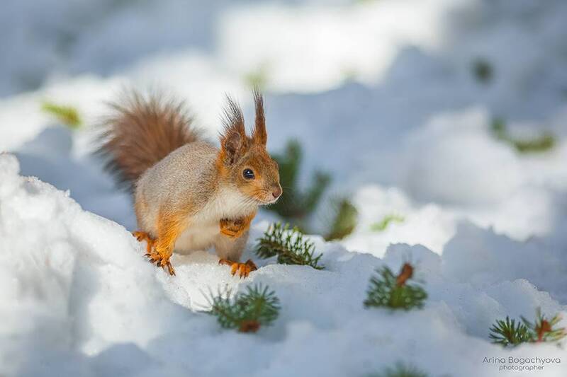 *** фото превью
