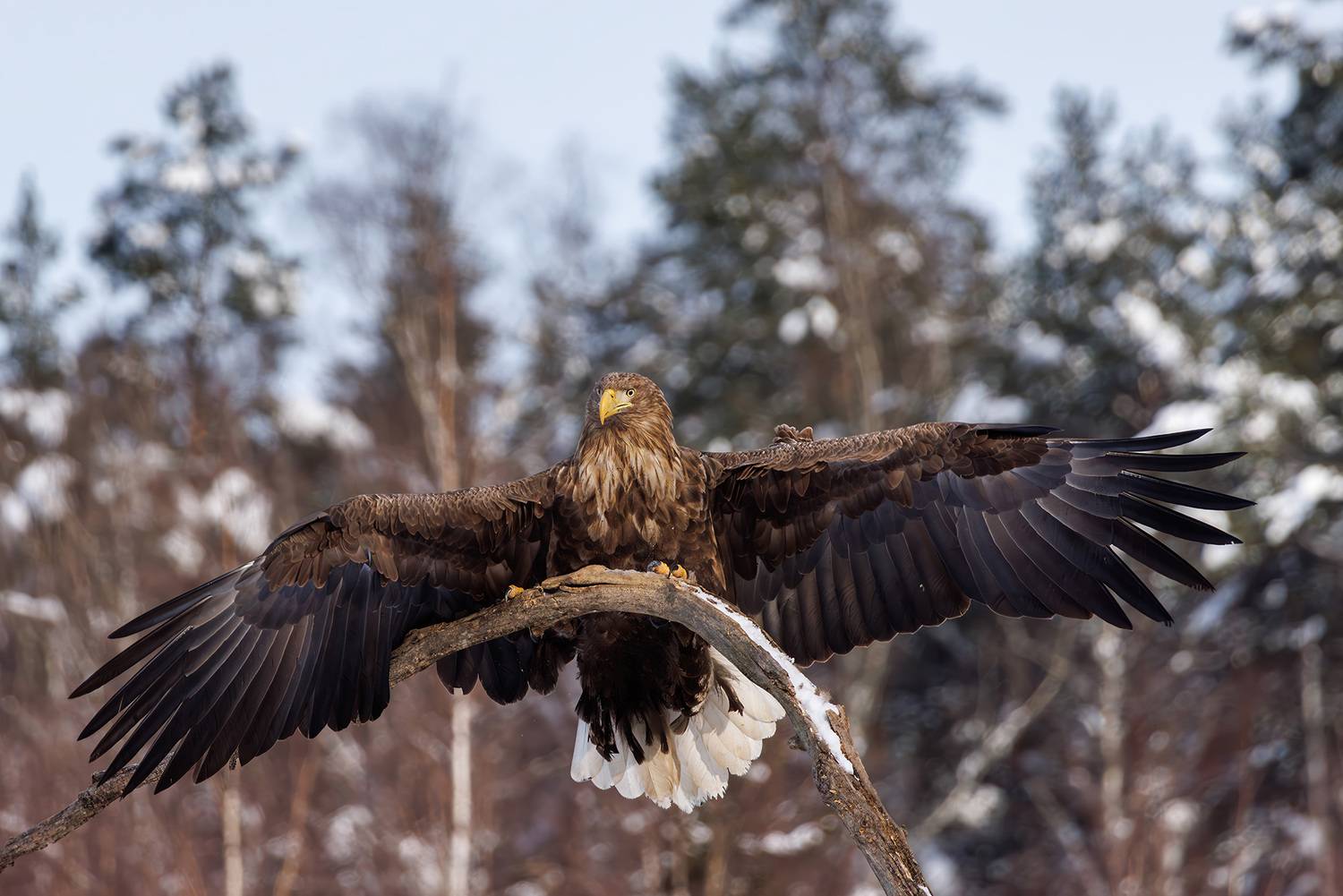 , Морозов Сергей