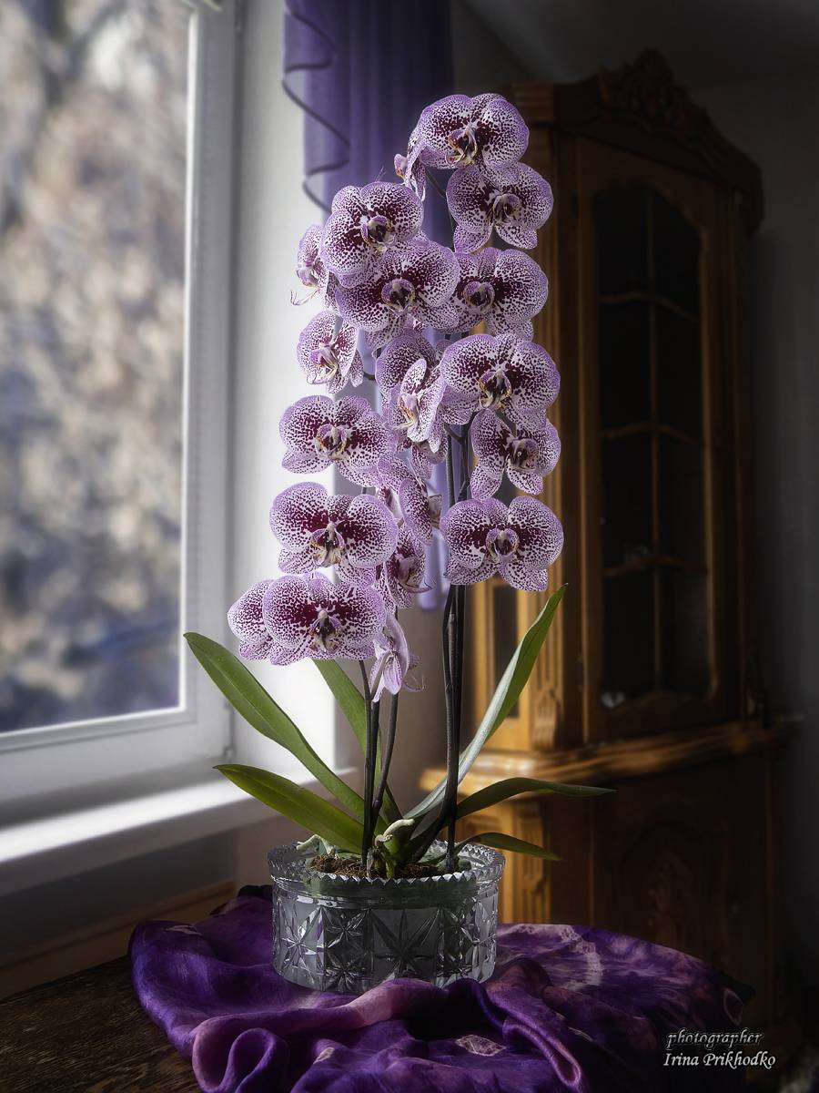 интерьер, тропические растения, цветы орхидея, Приходько Ирина
