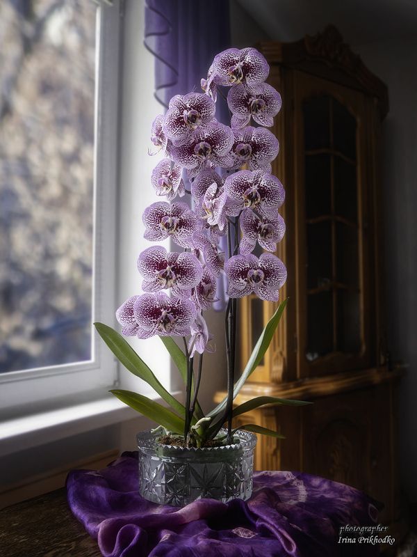 интерьер, тропические растения, цветы орхидея Портрет орхидеи доритинопсис в интерьере фото превью