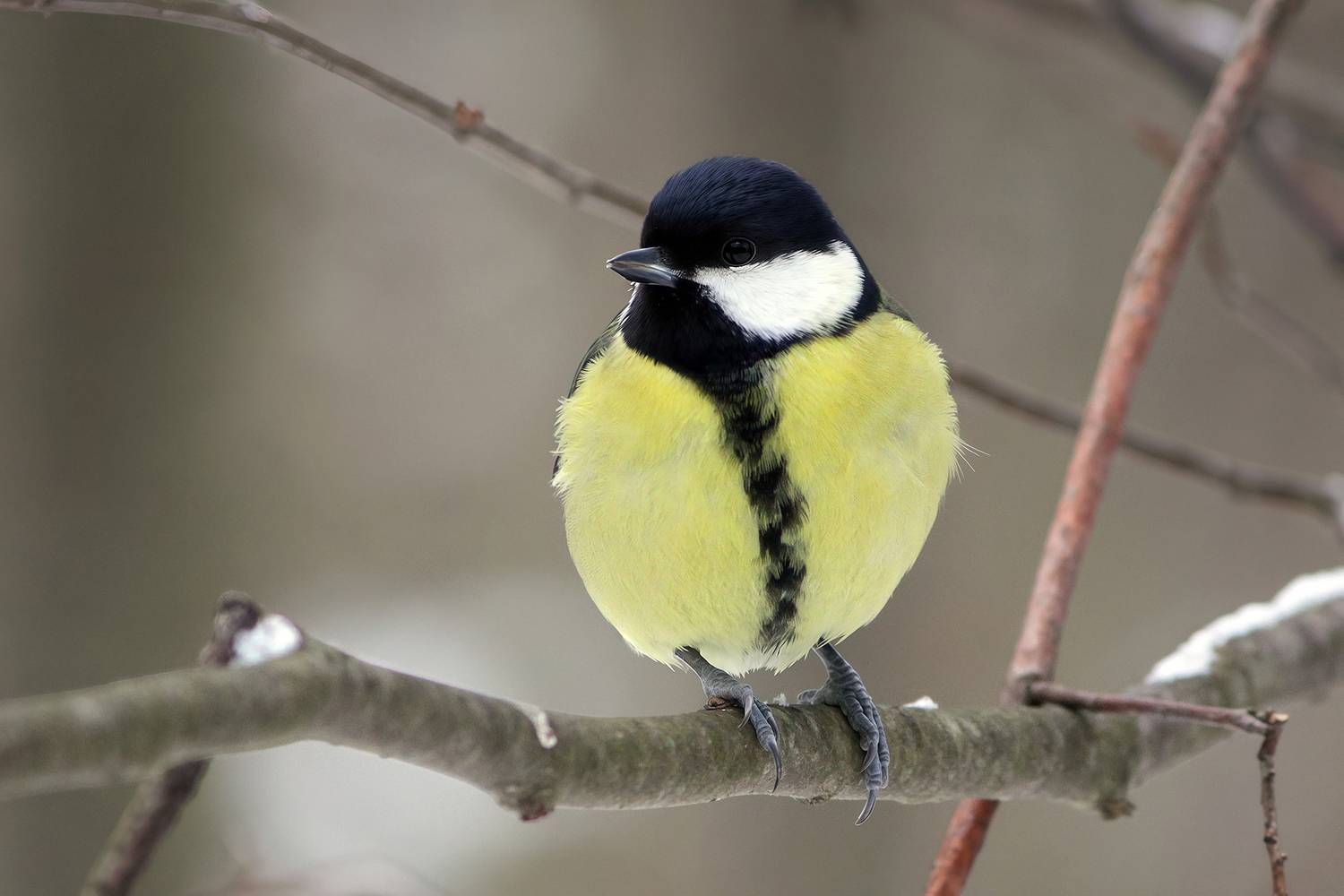 синица, большая синица, большак, parus major, КарОл