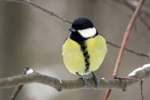 Большая синица