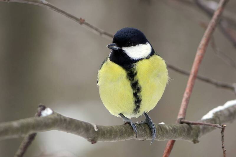 синица, большая синица, большак, parus major Большая синица фото превью