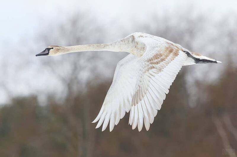 Лебедь-шипун фото превью