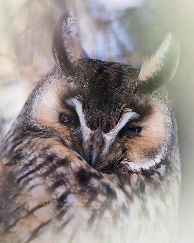 Сонное ленивое утро