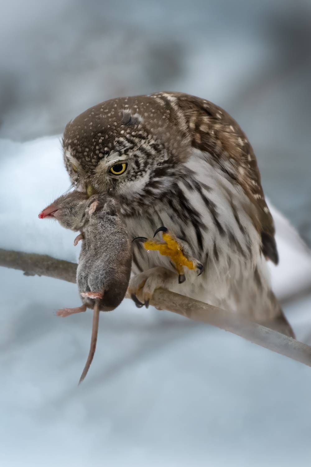 , Проценко Татьяна