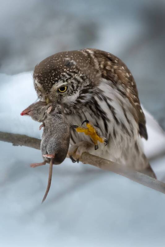 Ты виноват уж тем, что хочется мне кушать фото превью