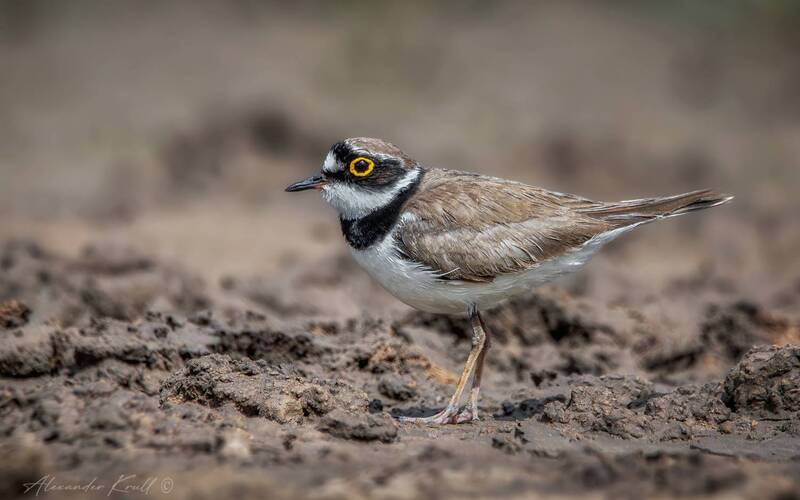 Зуёк фото превью