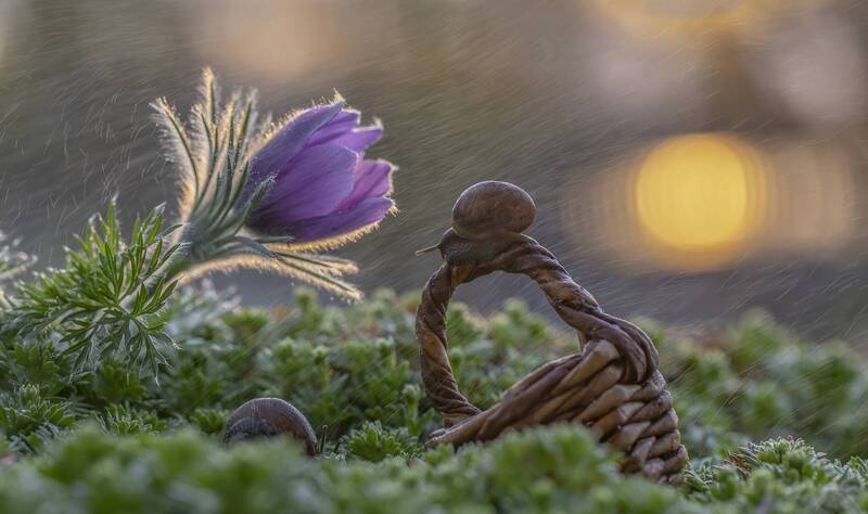 пролесок, улитка, весна, корзинка А завтра весна... фото превью