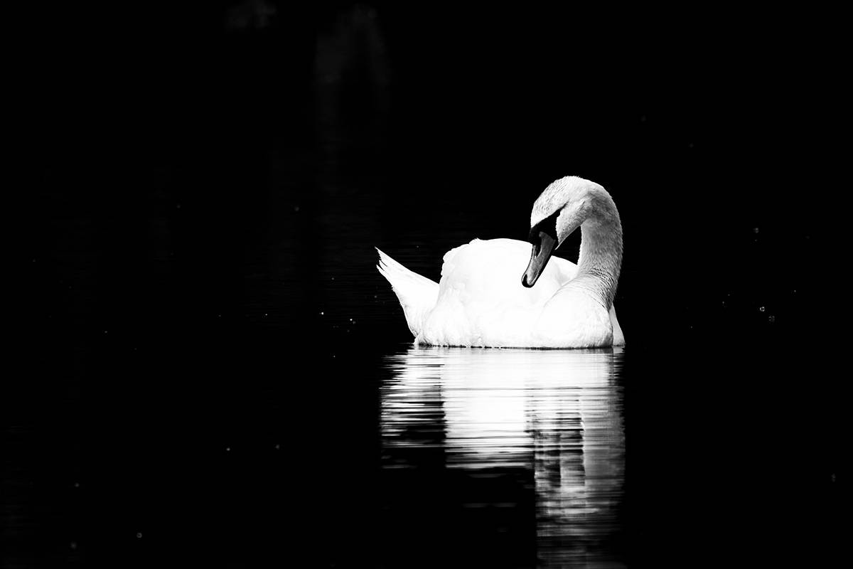 лебедь, птица, swan, birdwatching, birds, Хилько Марина