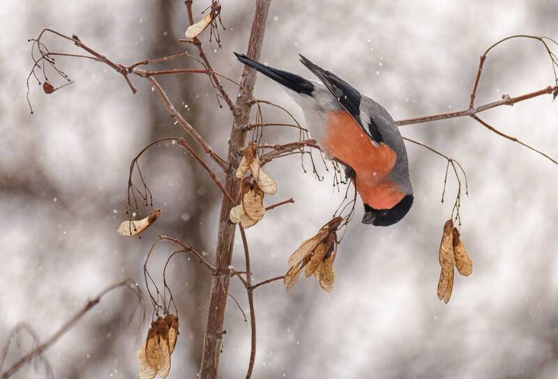 Снегирёк. (3 фото) фото превью