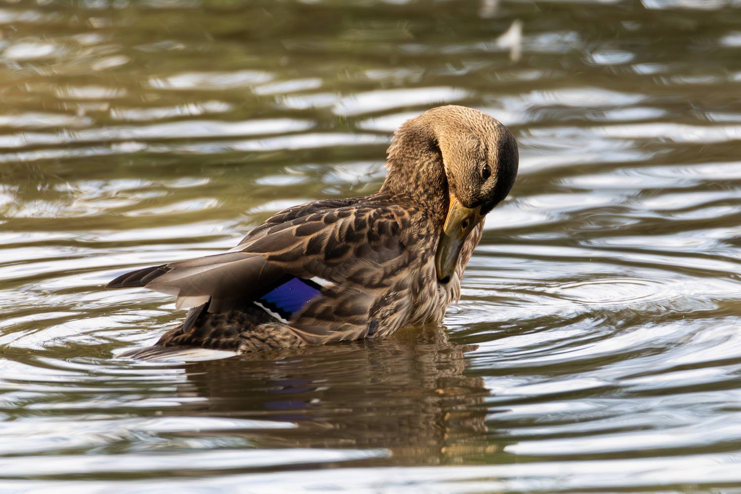 обыкновенная кряква, утка, утки, лето, река, птицы, дикие птицы, birds, nature, bird, animals, duck, wildlife, wild, Жгилёв Сергей