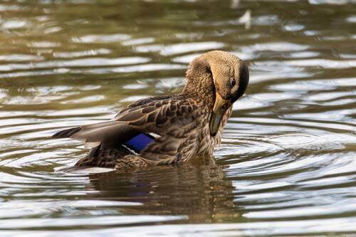 Самочка обыкновенной кряквы.