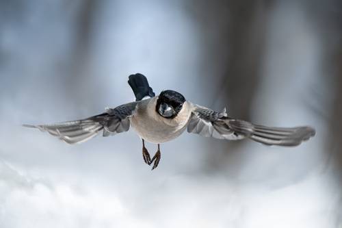Снегирка в полёте