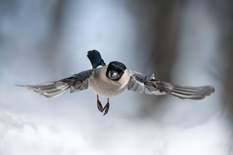 снегирь, птицы, фотоохота, полёт, зима, лес, Москва, Измайлово Снегирка в полёте фото превью