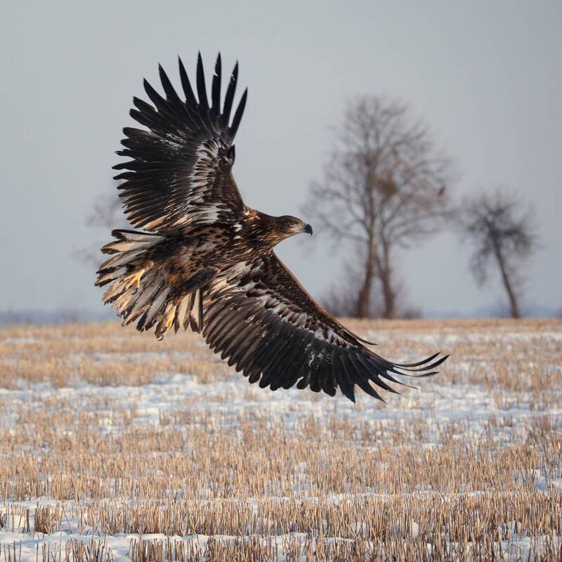Орлан-белохвост (молодой) фото превью