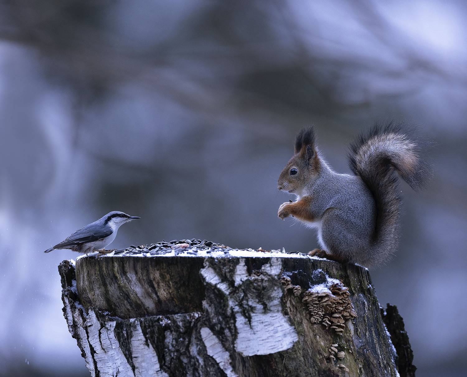 белка, поползень, встреча, лес, пенёк, лакомство, природа, squirrel, bird, forest, nature, Стукалова Юлия