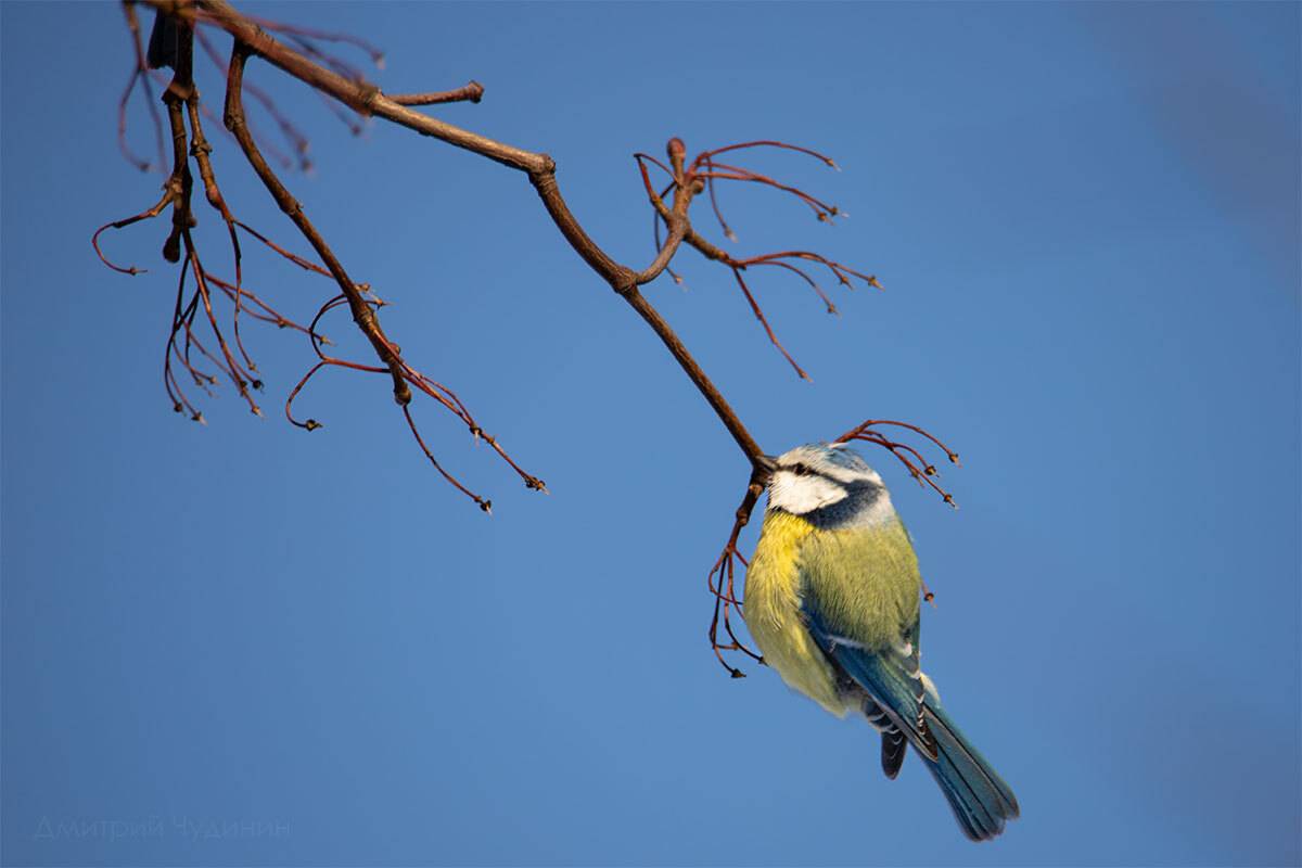 , Чудинин Дмитрий