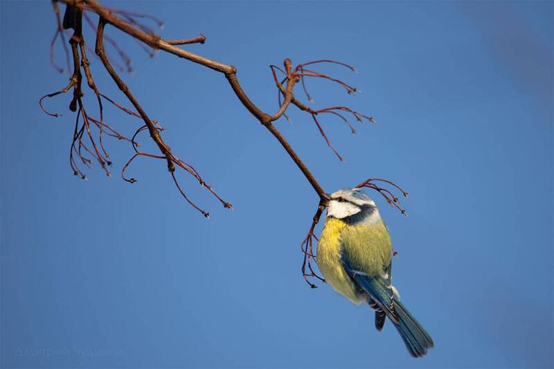 Лазоревка фото превью