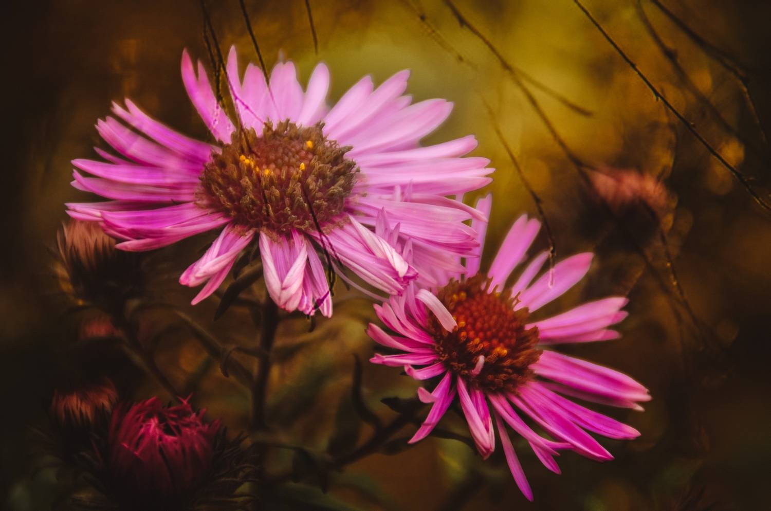 , Настя Махова