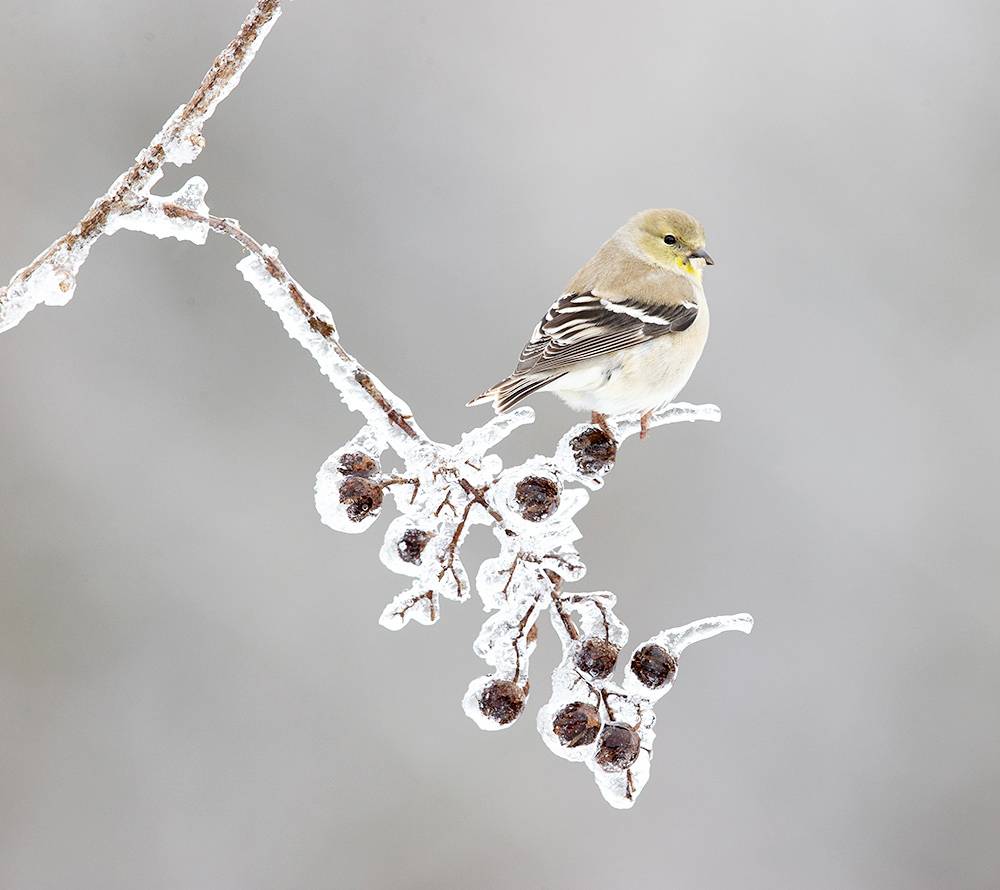 american goldfinch, goldfinch, finch, чиж, американский чиж, snow, winter, cold, зима, птицы, bird, winter birds, Etkind Elizabeth