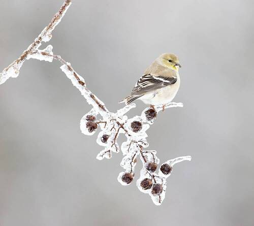 American Goldfinch -   Американский чиж