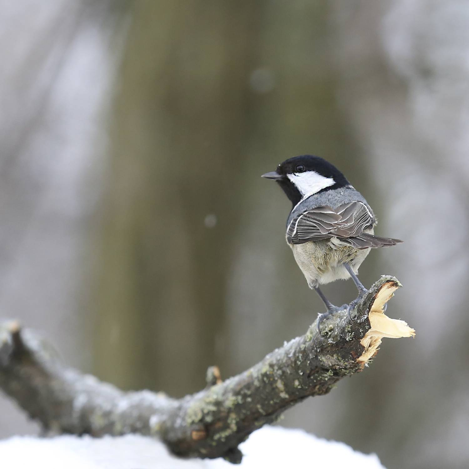 , Валерий Черняк