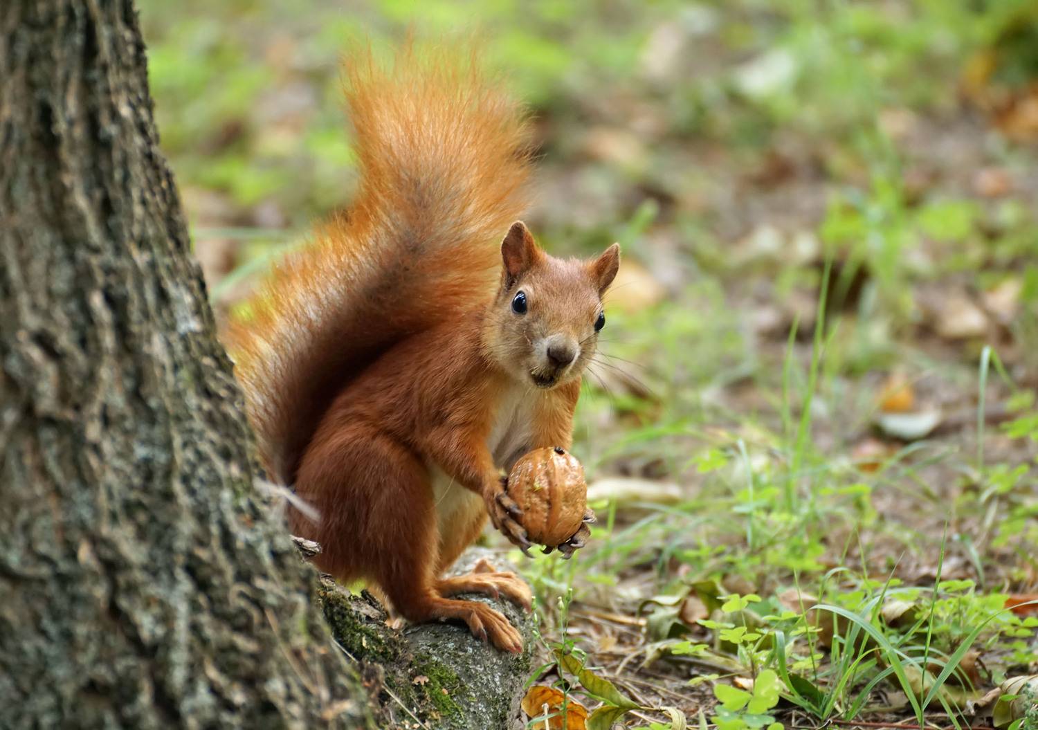Белка, орех, Чепленко Алексей