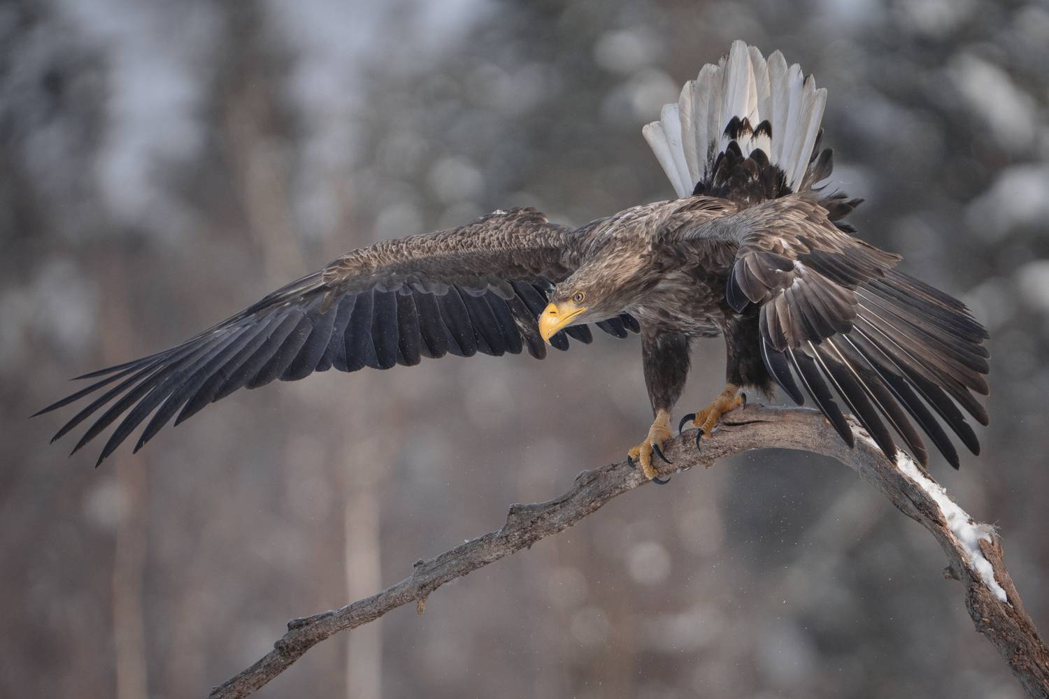 красный бор, орлан-белохвост, Mikhail Ioannisian