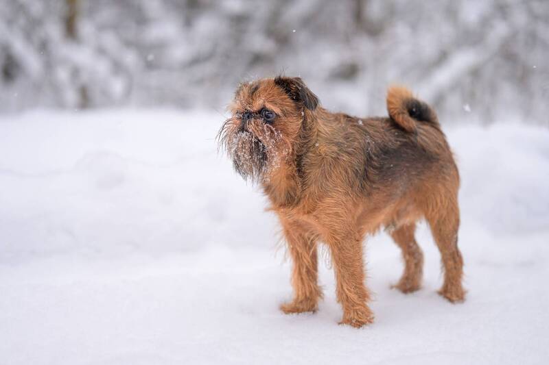 фото превью