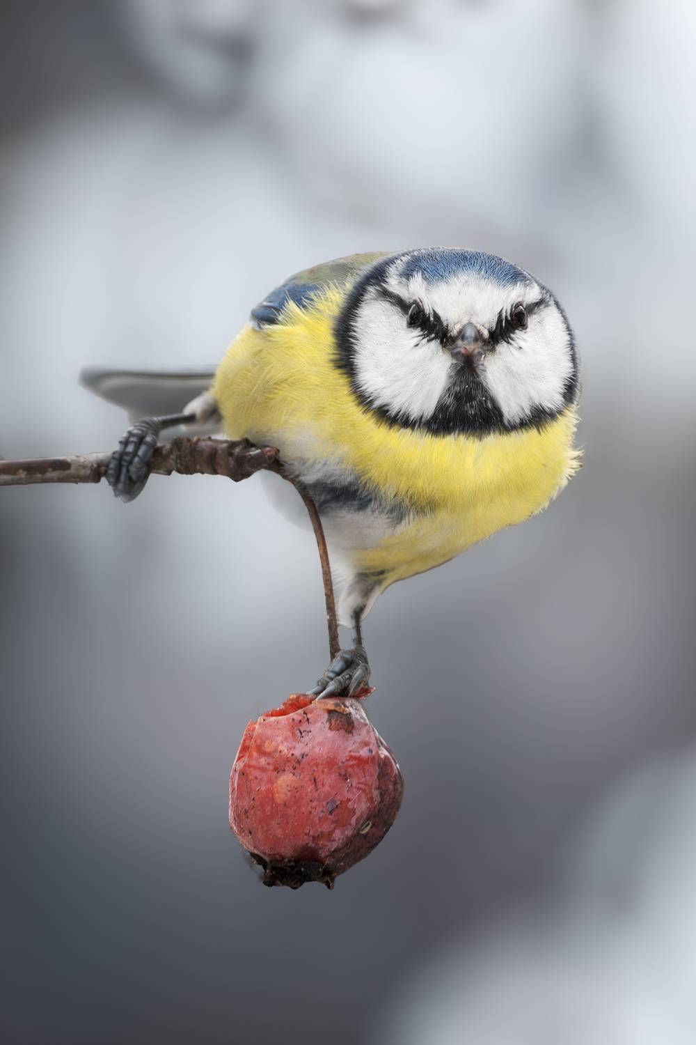 wildlife, birdwatching, nature, bird photography, птица, фотоохота, природа, лазоревка, Полина Шальнева