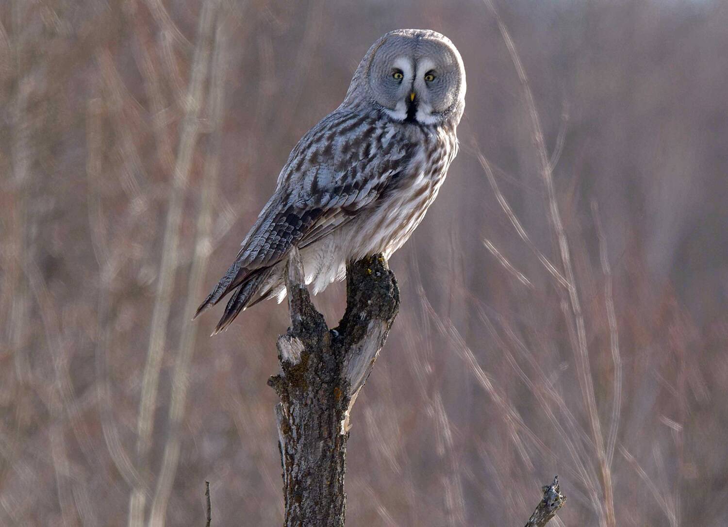, Белоусов Михаил