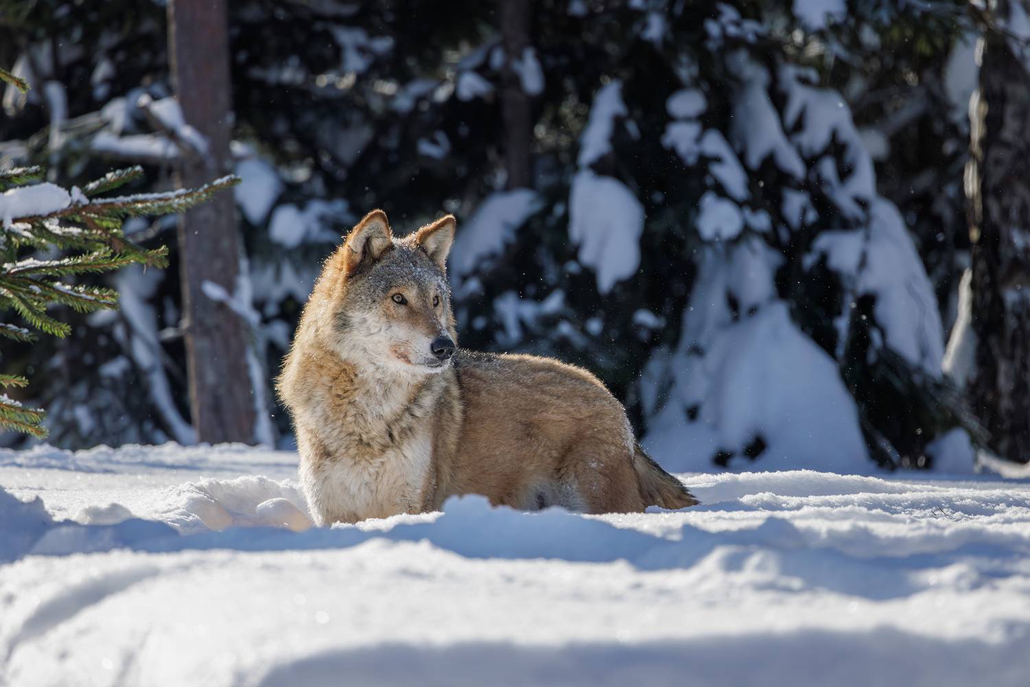 , Морозов Сергей