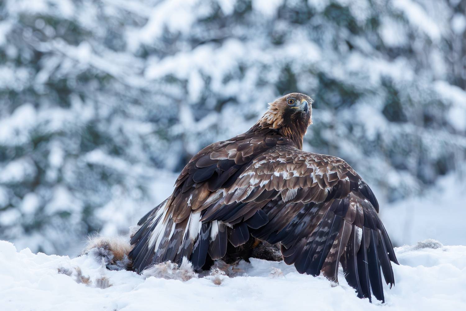 , Морозов Сергей