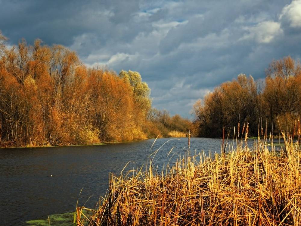 , Савоцкий Роман