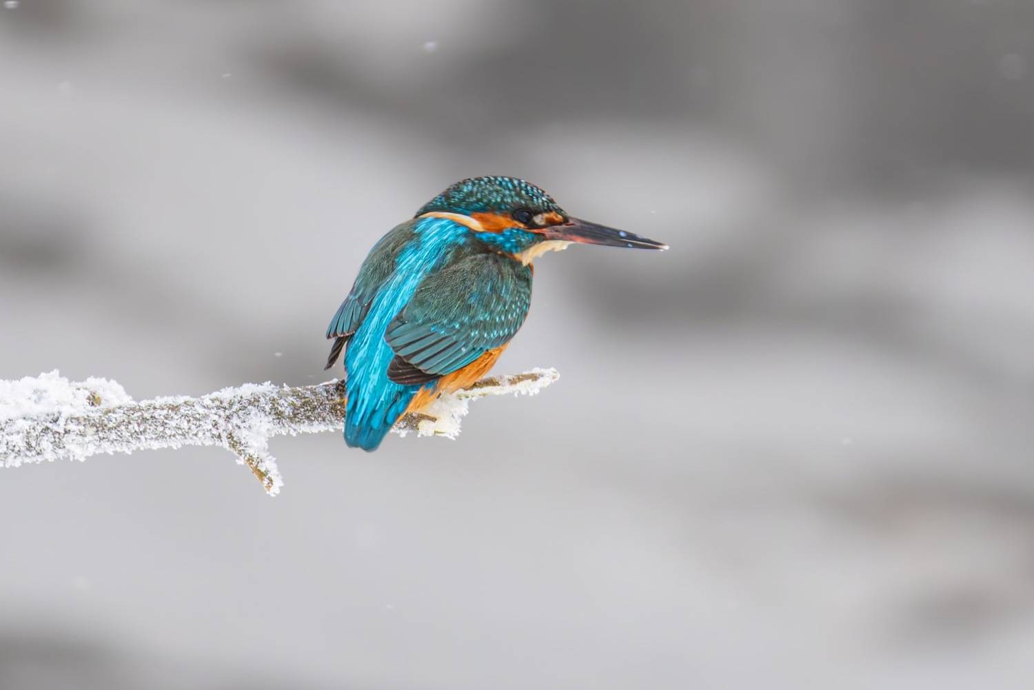 зимородок, птицы, голубой зимородок, Ruslan Pl