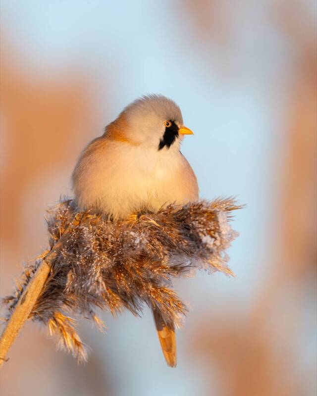 синица, усатая синица, птицы, рассвет Усач на рассвете фото превью