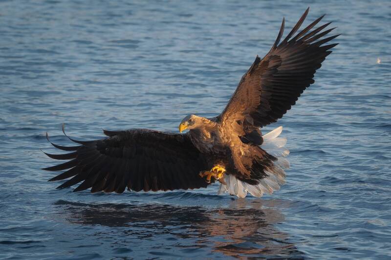 Орлан-белохвост (White-tailed Sea Eagle) фото превью