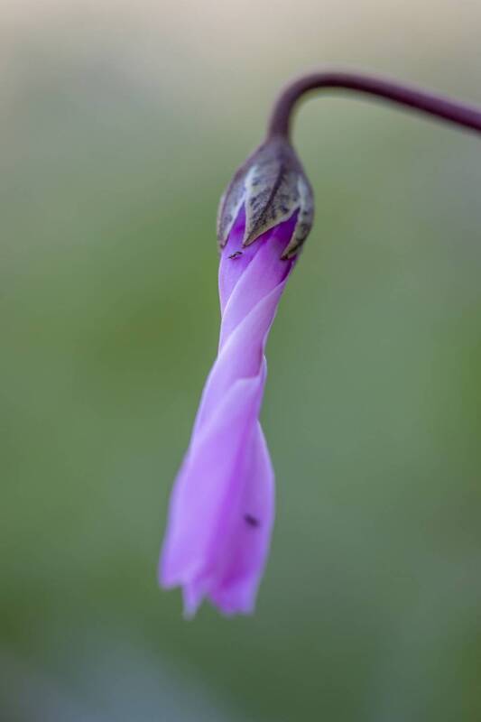 cyclamen flowers фото превью