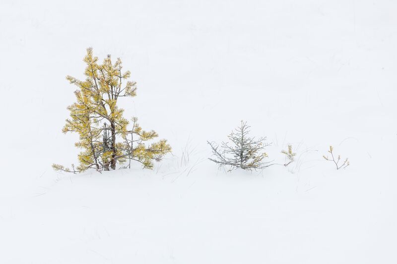 минимализм, снег, болота, деревья, ленинградскаяобласть, трава Зиминий минимализм на Сесторецком болоте фото превью
