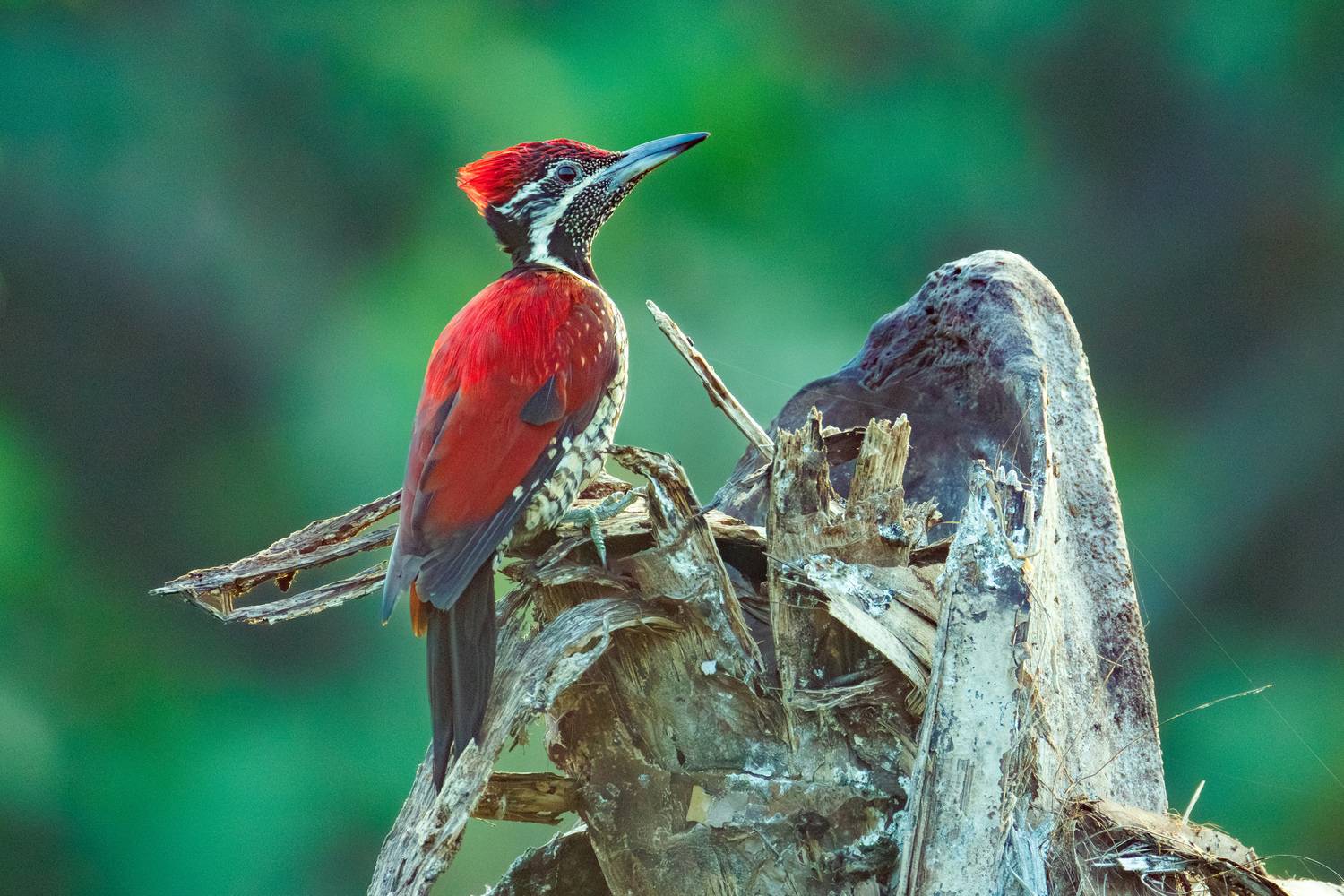 , ssmirs Сергей