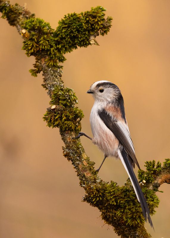 Long-tailed Ti фото превью