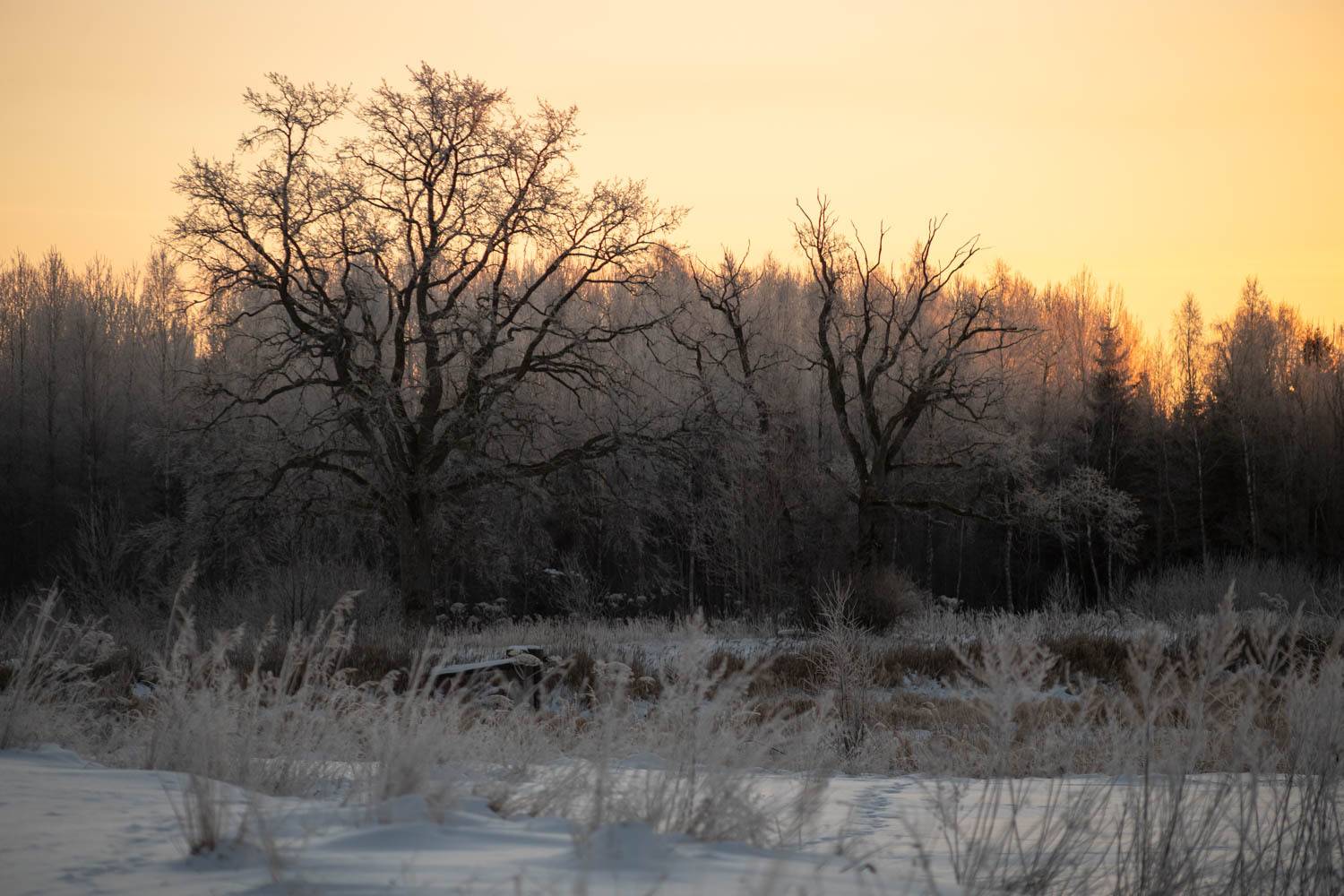 saule, rīts, sniegs, Cielava Dace