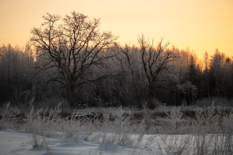 saule, rīts, sniegs Saullēktā фото превью