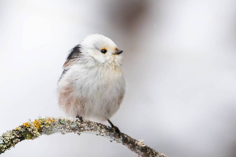 длиннохвостая синица, синица, ополовник, природа, зима, птицы, птица, синицы, животные Длиннохвостая синица. фото превью